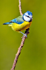 Blue Tit, Parus caeruleus, Mediterranean Forest, Castilla y León, Spain, Europe