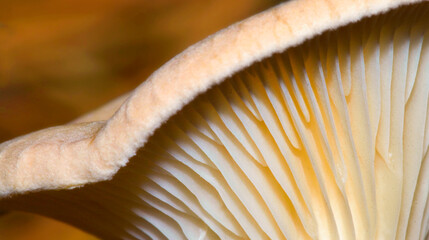 Wild Mushroom, Sierra de Guadarrama National Park, Segovia, Castile Leon, Spain, Europe