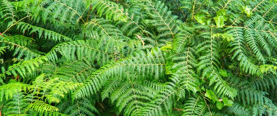 Natural Fern Abstract Background Design