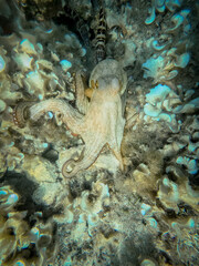 Close-up of a camouflaged octopus on the rocky bottom, with fish around it