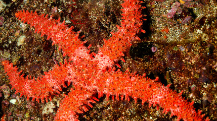 Starfish, Darwin and Wolf Islands, Gal&aacute;pagos Islands, Gal&aacute;pagos National Park, UNESCO World Heritage Site, Pacific Ocean, Ecuador, America