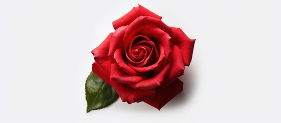 Naklejka premium Single Red Rose on White Background