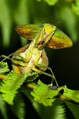 Shiel Mantis, Hood Mantis, Leaf Mantis, Praying Mantis, Choeradodis sp., Tropical Rainforest, Napo River Basin, Amazonia, Ecuador, America