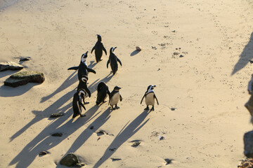 Members of the African Penguin colony at Boulders Beach in South Africa gather at the water’s edge