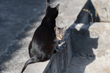 可愛い猫の親子