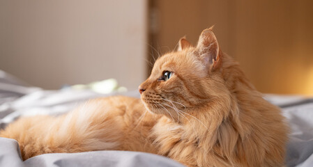 ベットの上でくつろぐ猫　茶トラ猫