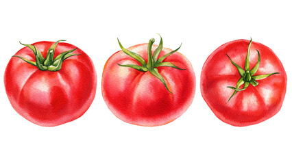 Tomatoes set. Watercolor red vegetables white isolated background. Botanical Illustration. Fresh ripe tomato hand drawn