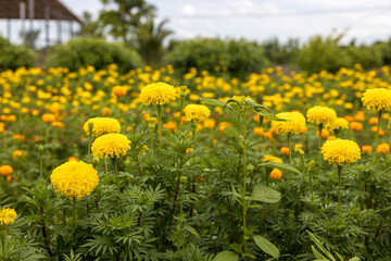 Obraz premium Scenery of a garden of beautifully blooming yellow marigolds.