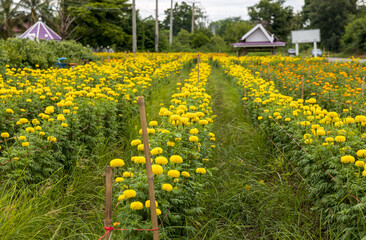 Obraz premium Scenery of a garden of beautifully blooming yellow marigolds.