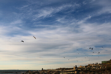 seagull flying over the city