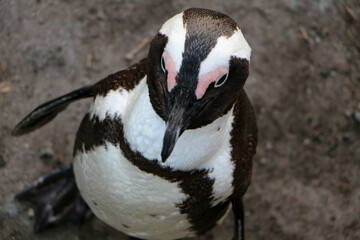 atlantic puffin or common puffin