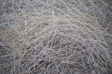 Background image of dry leaves with detailed lines