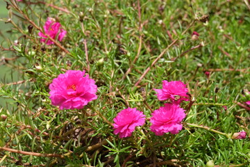 pink flowers in the grass