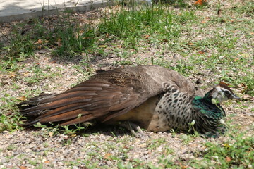 pheasant in the grass