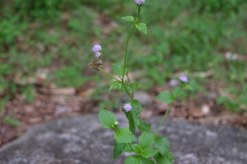 purple flowers in the forest