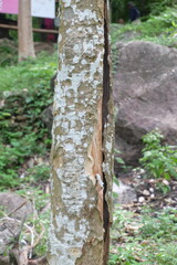 texture tree in the woods