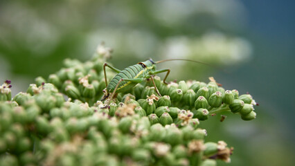 Farfalle, coleotteri e scarabei nel Parco Nazionale della Maiella