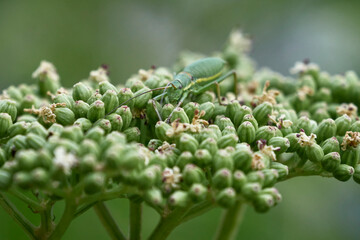 Farfalle, coleotteri e scarabei nel Parco Nazionale della Maiella