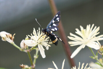 Farfalle, coleotteri e scarabei nel Parco Nazionale della Maiella