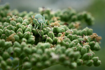 Farfalle, coleotteri e scarabei nel Parco Nazionale della Maiella