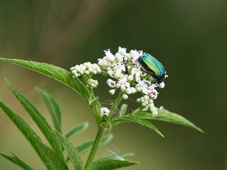 Farfalle, coleotteri e scarabei nel Parco Nazionale della Maiella