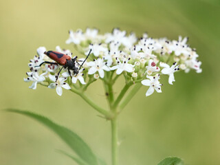 Farfalle, coleotteri e scarabei nel Parco Nazionale della Maiella