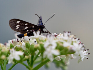 Farfalle, coleotteri e scarabei nel Parco Nazionale della Maiella