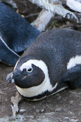 Fototapeta premium African penguin on the rocks