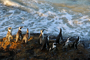 Fototapeta premium African penguin on the beach