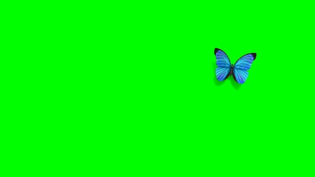 Colourful butterfly effect with green screen background for make your content more attractive