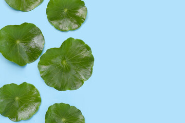 Fresh centella asiatica leaves. Gotu kola herb plant
