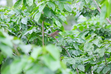 green leaves background