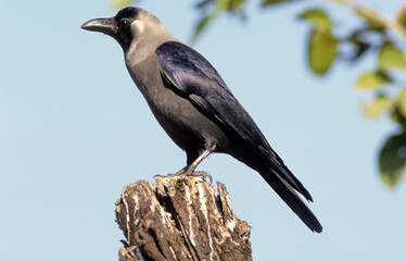 Corbeau familier,.Corvus splendens, House Crow