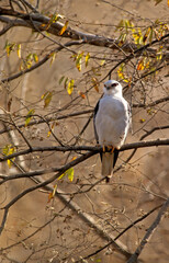 Elanion blanc, .Elanus caeruleus, Black winged Kite