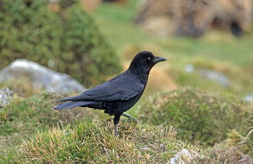 Corneille noire, Corvus corone, Carrion Crow