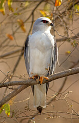 Elanion blanc, .Elanus caeruleus, Black winged Kite