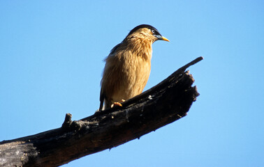 Étourneau des pagodes,.Sturnia pagodarum, Brahminy Starling