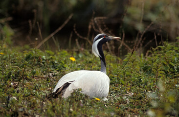 Fototapeta premium Demoiselle de Numidie, Grue demoiselle,.Grus virgo, Demoiselle Crane