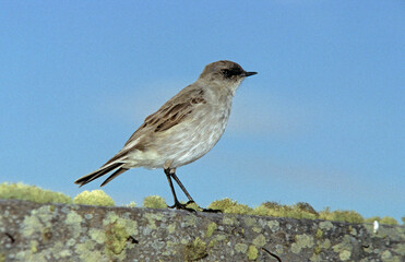 Dormilon des Malouines, Dormilon bistré,.Muscisaxicola maclovianus, Iles Falkland, Malouines