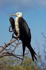 Grande frégate, Frégate du Pacifique,.Fregata minor, Great Frigatebird, archipel des Galapagos