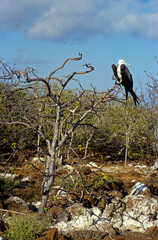 Grande frégate, Frégate du Pacifique,.Fregata minor, Great Frigatebird, archipel des Galapagos