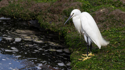 Little Egret - Egretta garzetta - Fishing