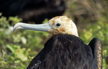 Grande frégate, Frégate du Pacifique,.Fregata minor, Great Frigatebird, archipel des Galapagos
