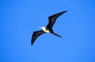 Grande frégate, Frégate du Pacifique,.Fregata minor, Great Frigatebird, archipel des Galapagos
