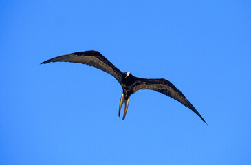 Grande frégate, Frégate du Pacifique,.Fregata minor, Great Frigatebird, archipel des Galapagos