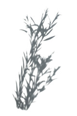 PNG Shadow of leaves, transparent background