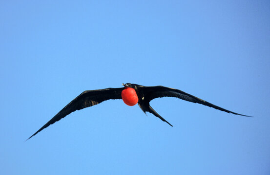 Grande fr&eacute;gate, Fr&eacute;gate du Pacifique,.Fregata minor, Great Frigatebird, archipel des Galapagos