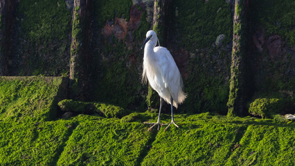 Little Egret - Egretta garzetta - Fishing
