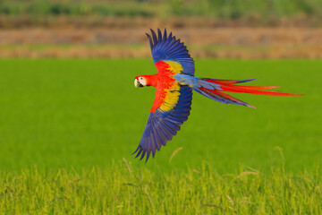 Colorful Scarlet Macaw parrot flying on the rice fields. Free flying bird