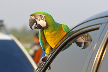 Colorful Buff Gold​ Macaw parrot perched on a car.